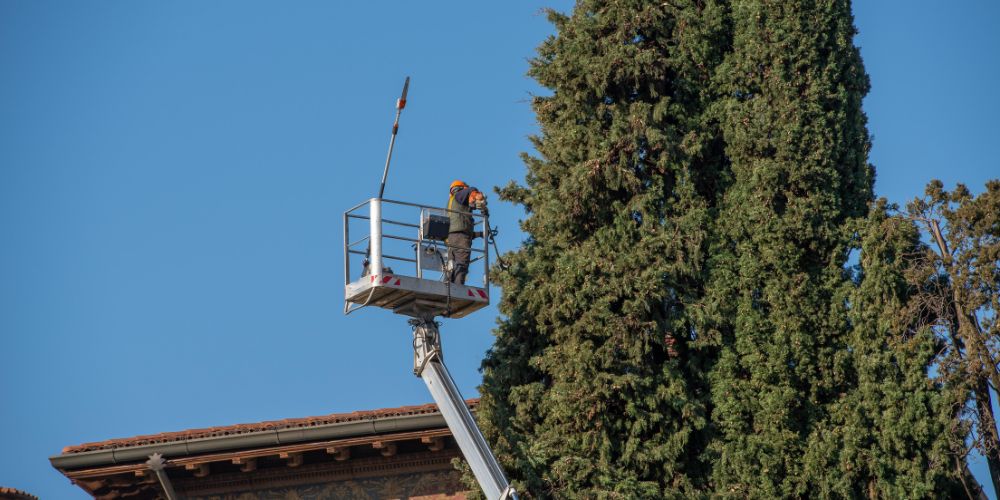 potatura e abbattimento alberi ad alto fusto green service roma servizi di giardinaggio